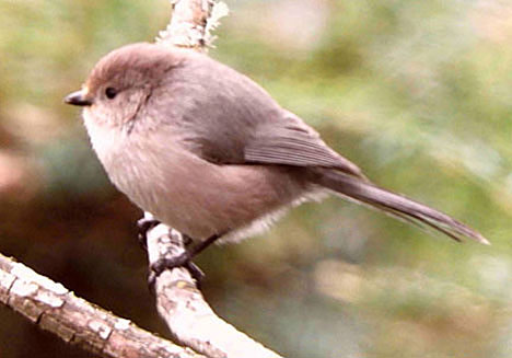 bushtit 2 small graphic